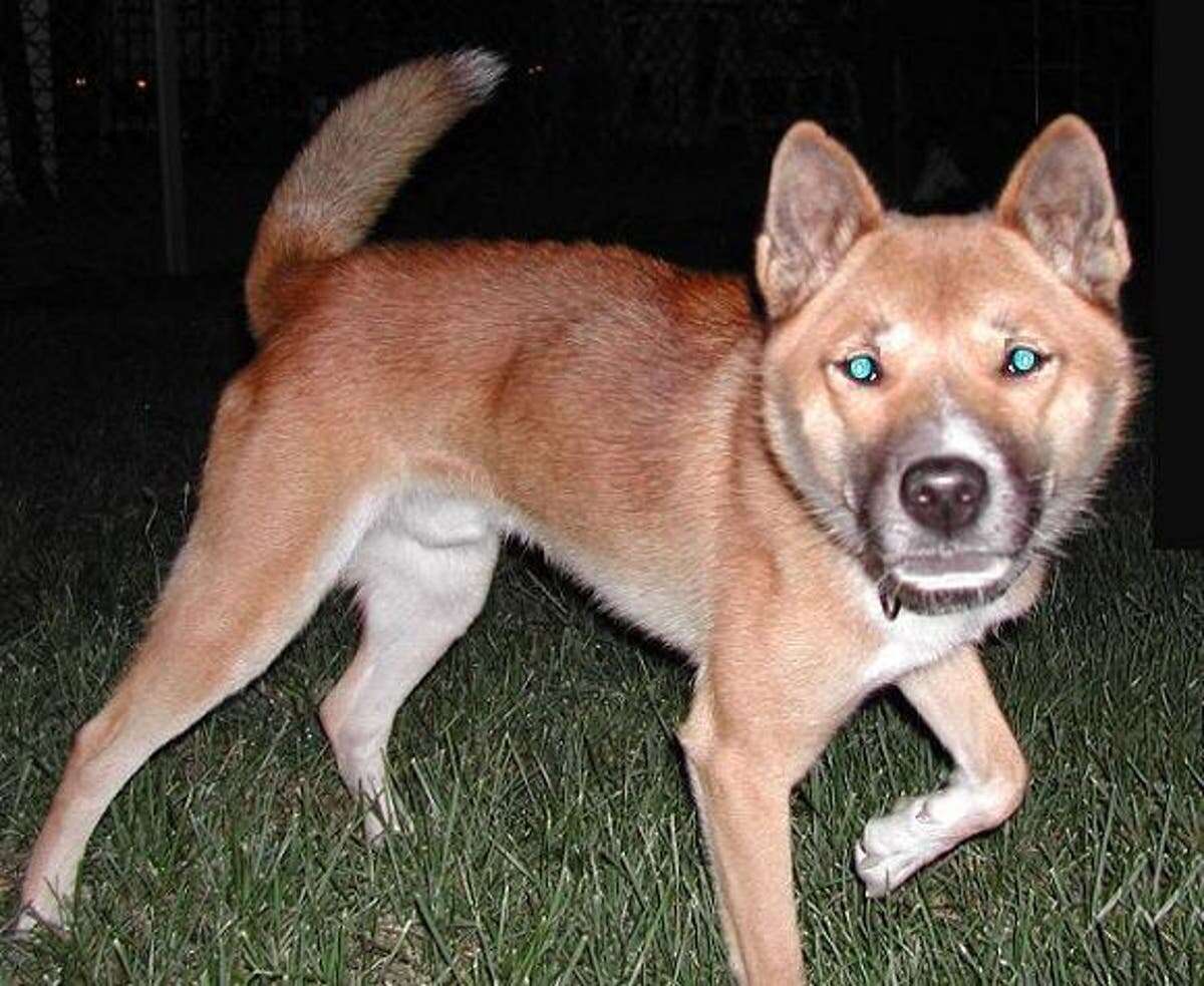 New Guinea singing dogs are thought to not be extinct, experts say