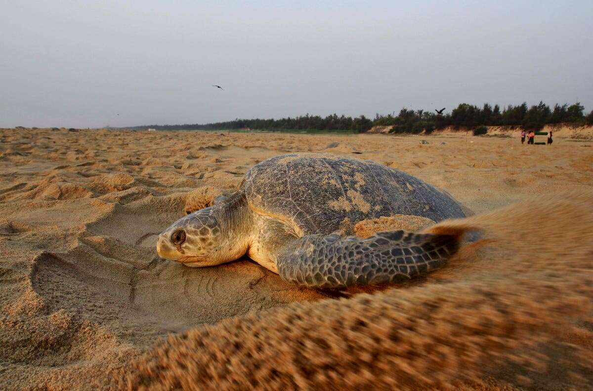 Hundreds of dead sea turtles wash ashore on India's coast