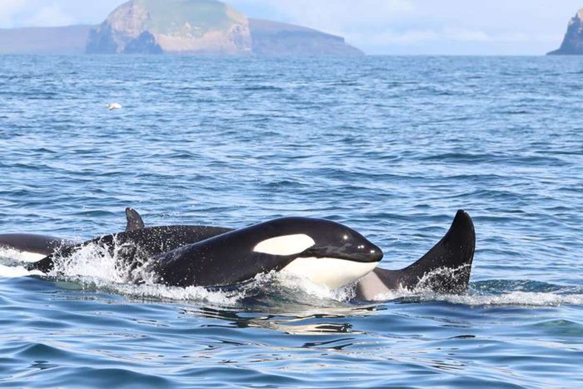 Menopausal female whales live decades longer, study finds