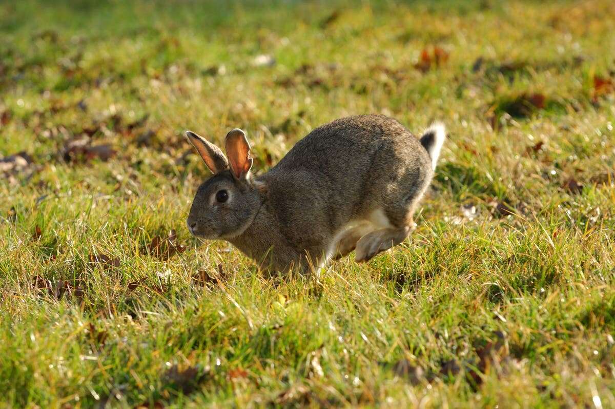 Cases of ‘rabbit fever’ rose by more than a half in recent years