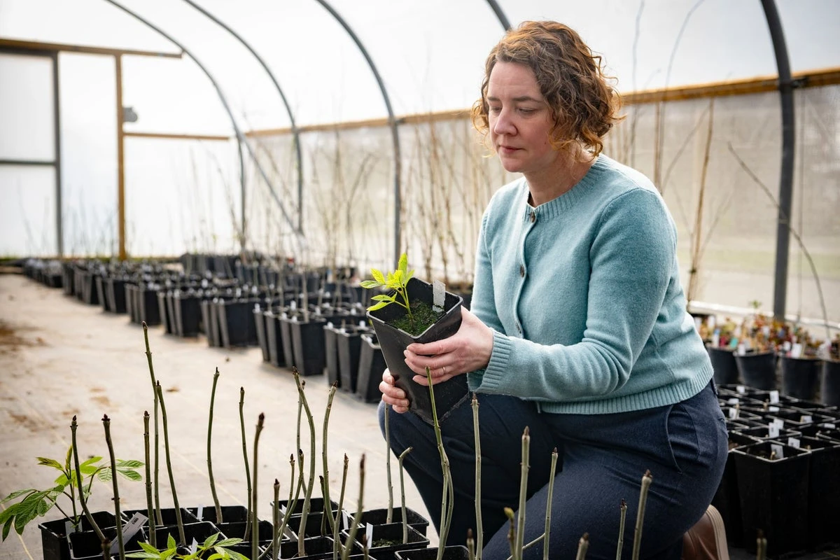 Trees destroyed by disease could be saved by breakthrough discovery
