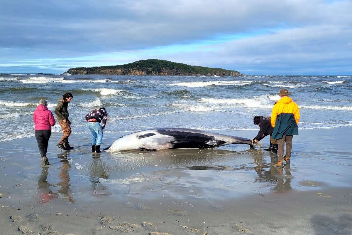 The world’s rarest whale has never been seen alive – a breakthrough