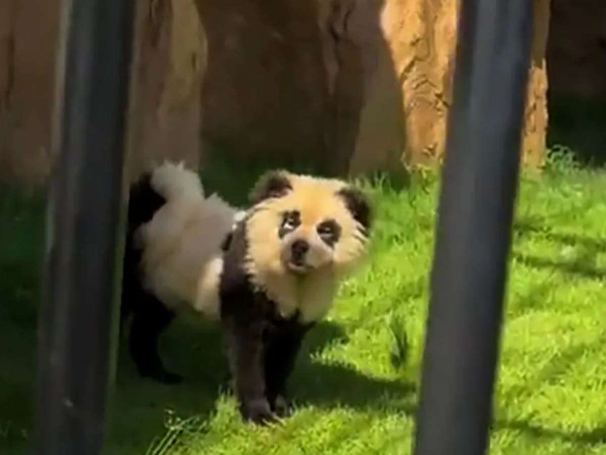 China zoo admits that their pandas are ‘painted dogs’