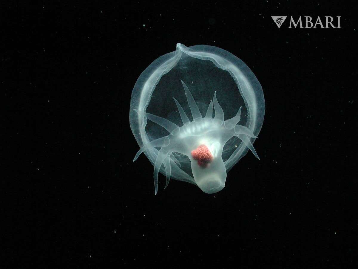 Researchers discover mysterious, gelatinous new sea species