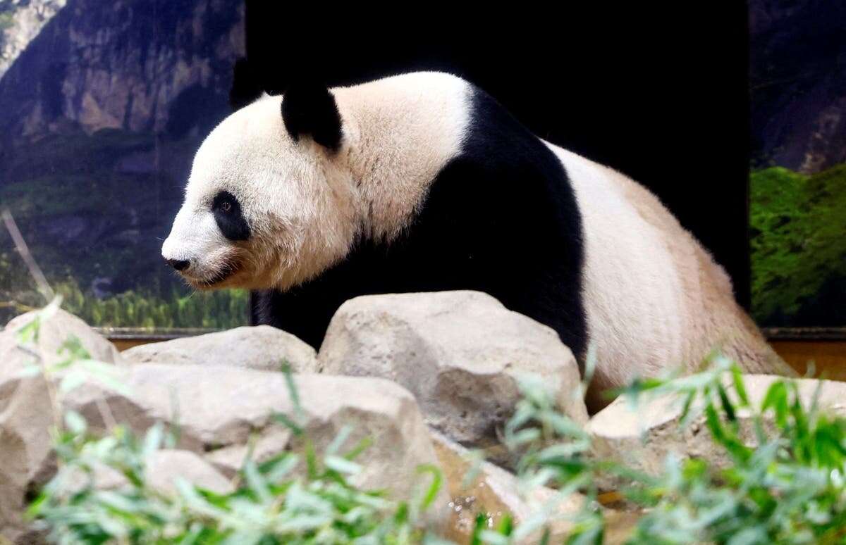 Investigation uncovers troubling side of ‘aggressive’ panda programs