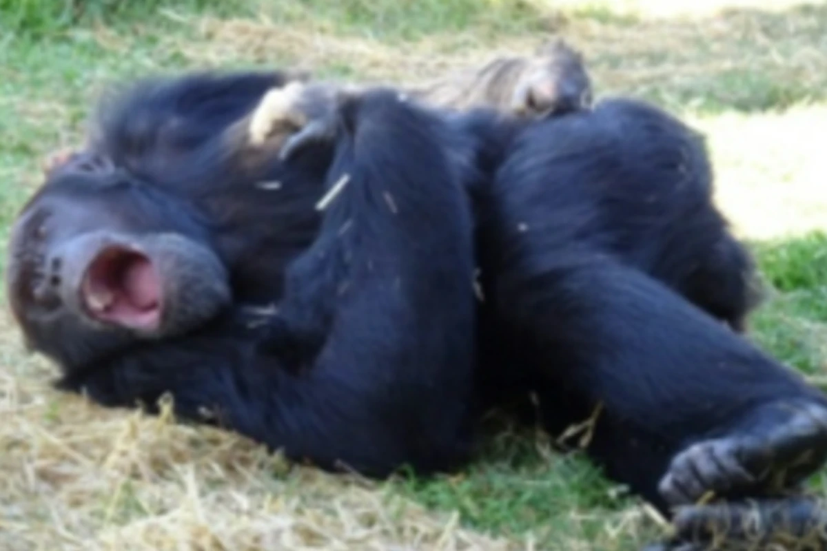 Scientists perplexed to find chimpanzees can ‘catch’ yawns from robots