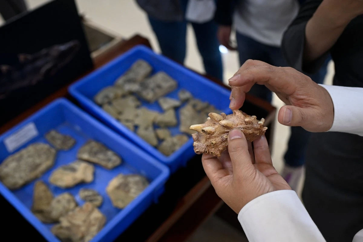 Small fossil allows scientists to reconstruct ancient ecosystems