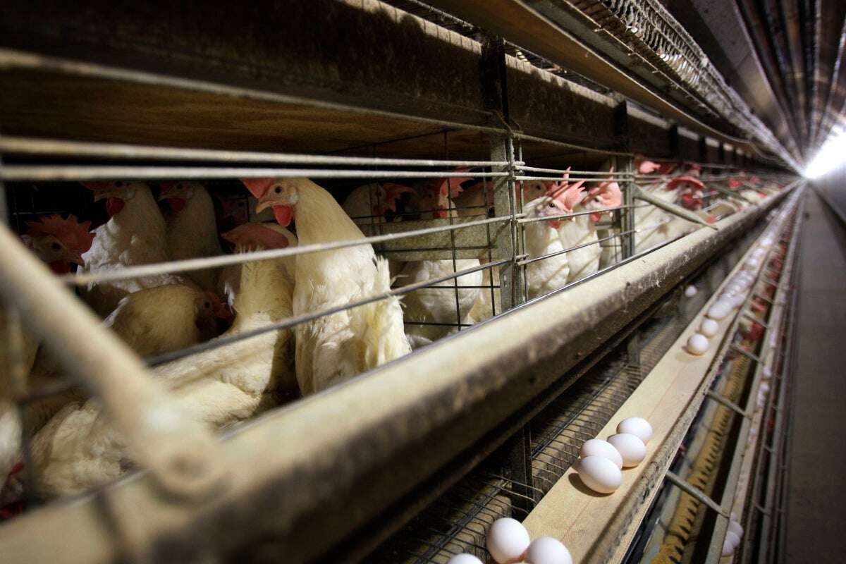 Trump administration says there’s no ‘silver bullet’ to fight bird flu