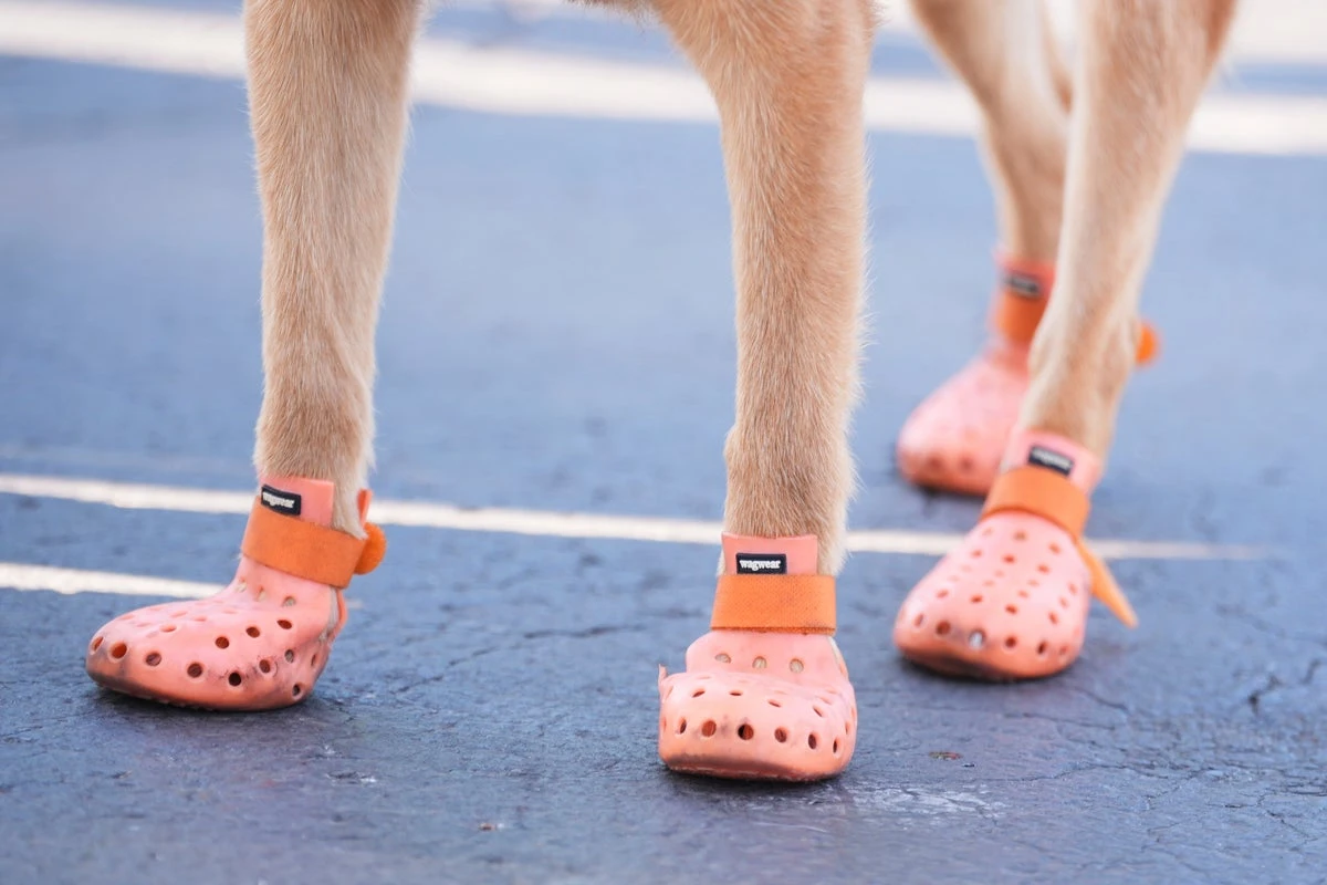 Police dogs given booties for protection during Club World Cup