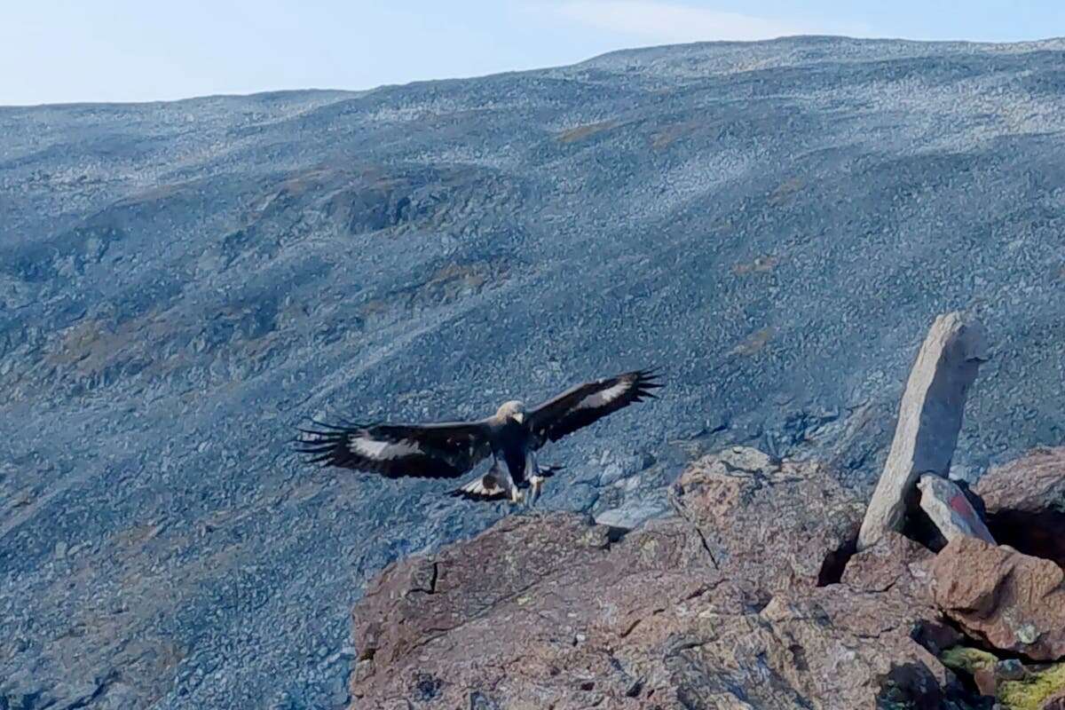 Toddler left with stitches after fourth eagle attack on humans