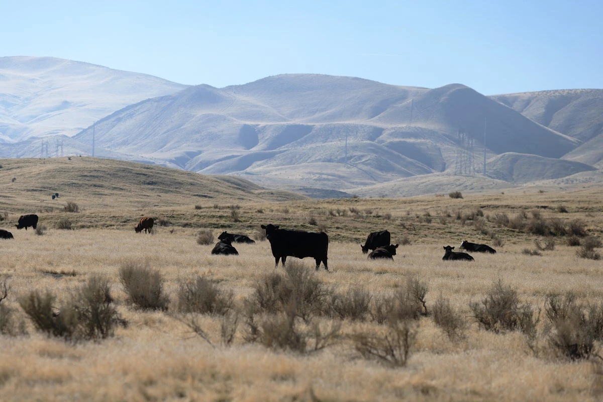 Hells Bells! America’s cattle farms are being protected by AC/DC