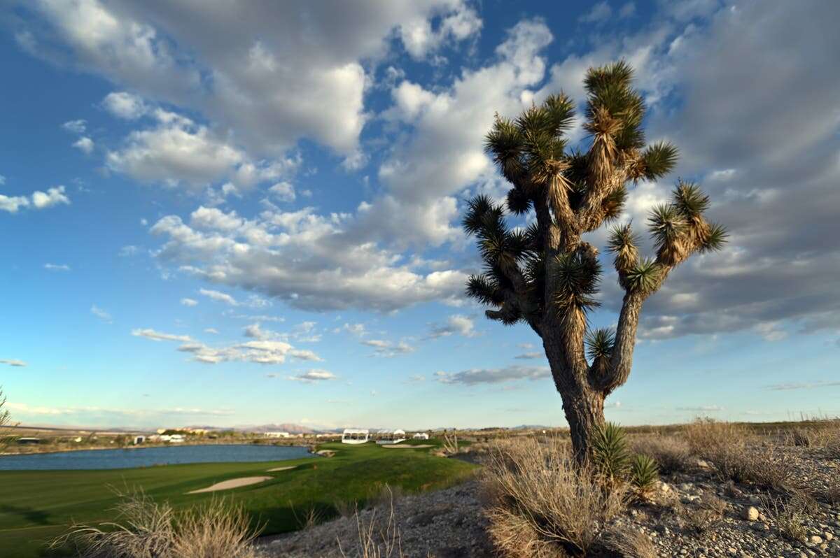 Nevada residents outraged as Joshua trees are bulldozed for solar farm