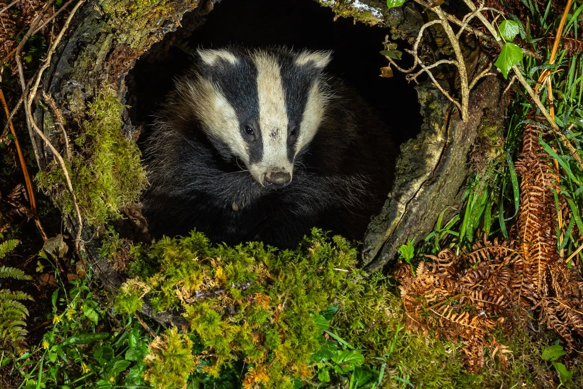 ‘Bombshell’ badger cull study review ‘disproves evidence used’