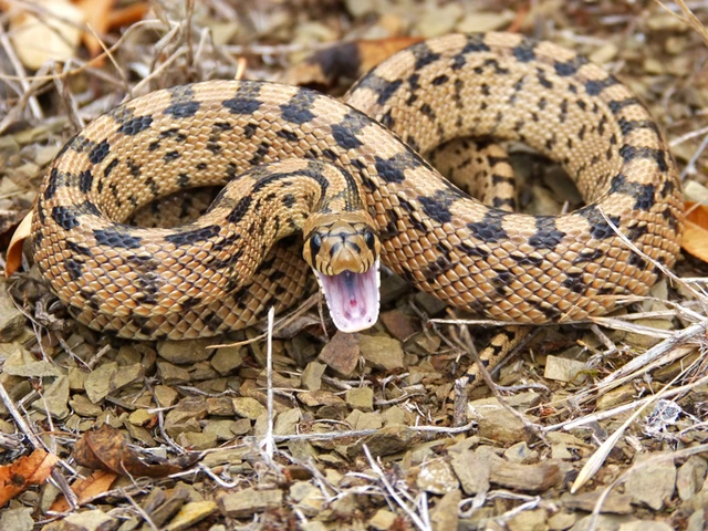 Venom found in snakes and mammals shares common origin, study finds