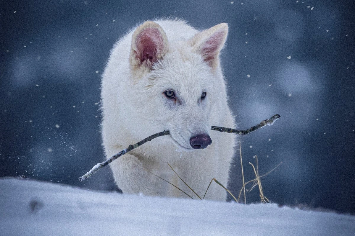 Scientists announce dire wolf has been brought back from extinction