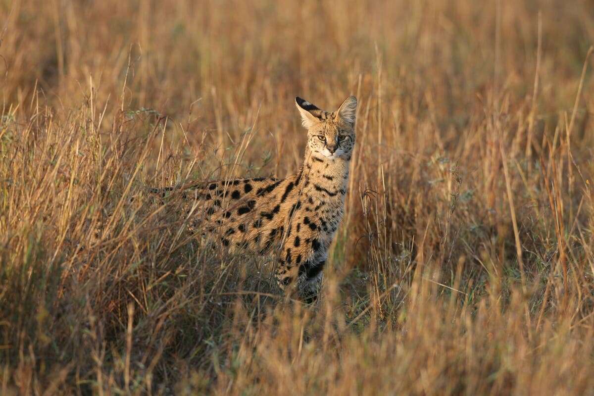 Twenty big cats die after contracting bird flu in Washington State