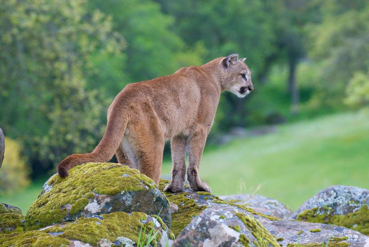 Man killed mountain lion with a shovel, says it was to protect his dog