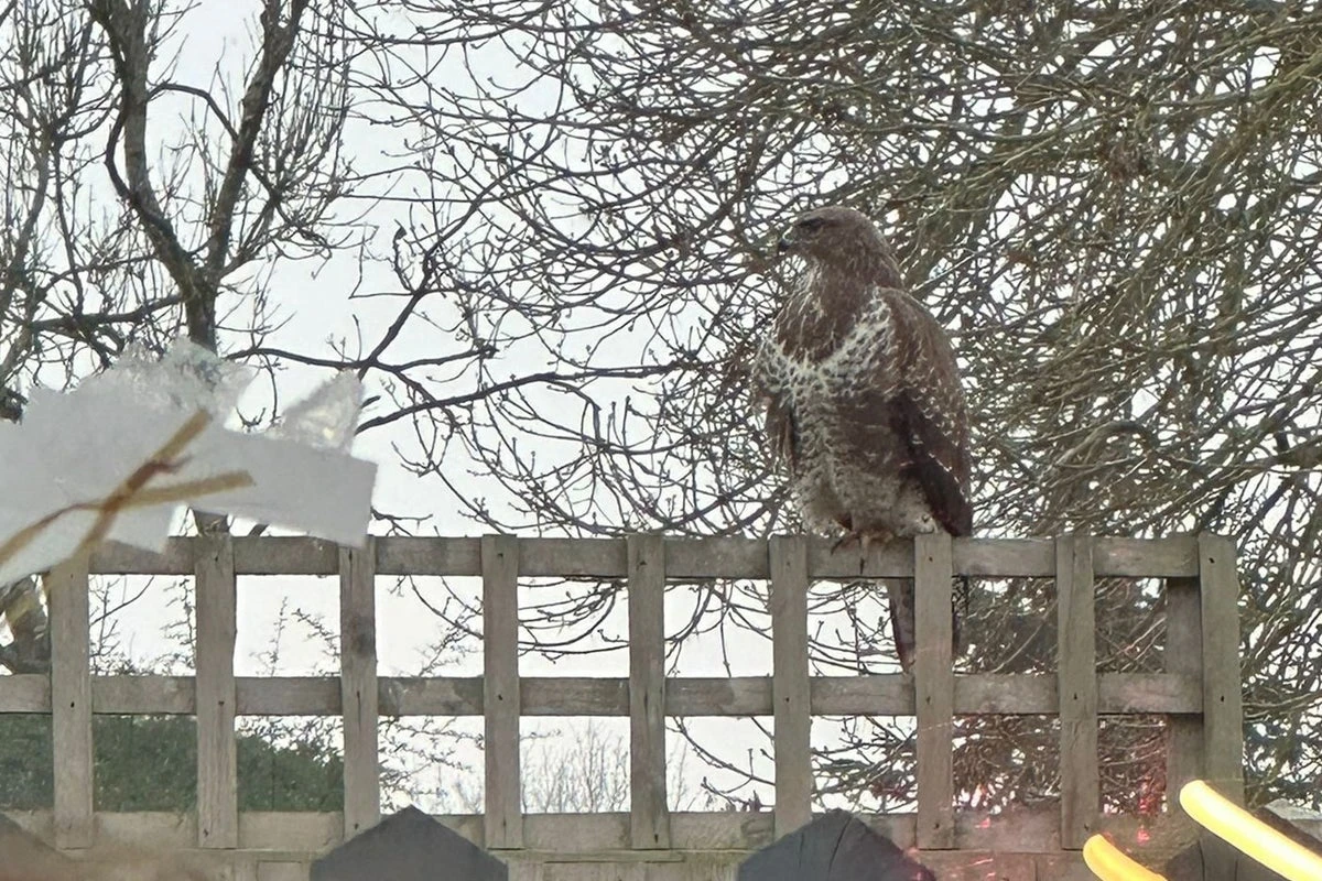 Dive-bombing buzzard forces school to ban children from playground