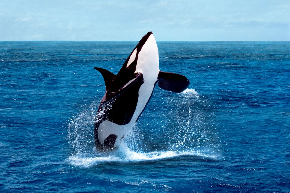 Drone footage reveals orcas making tools from kelp to groom each other