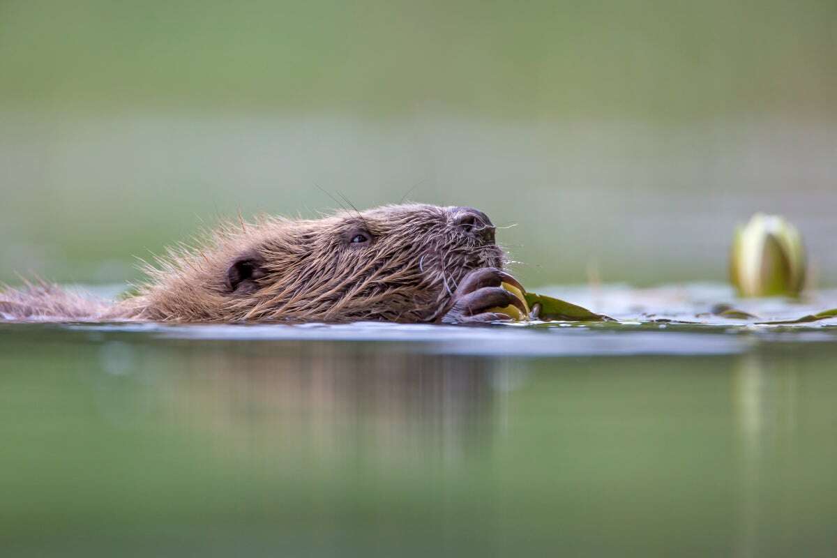 Beavers to be released into English wild in bid to stop flooding