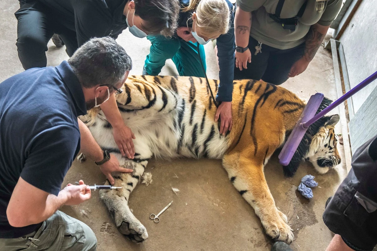 Five vets operate on sedated 17-stone tiger for ‘tricky’ paw operation