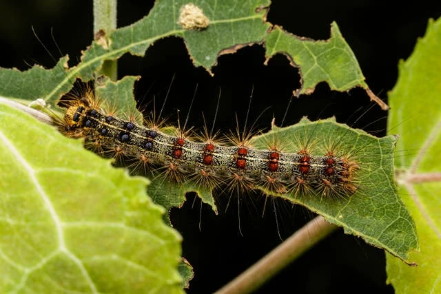 It’s raining gypsy moth caterpillar faeces in New York