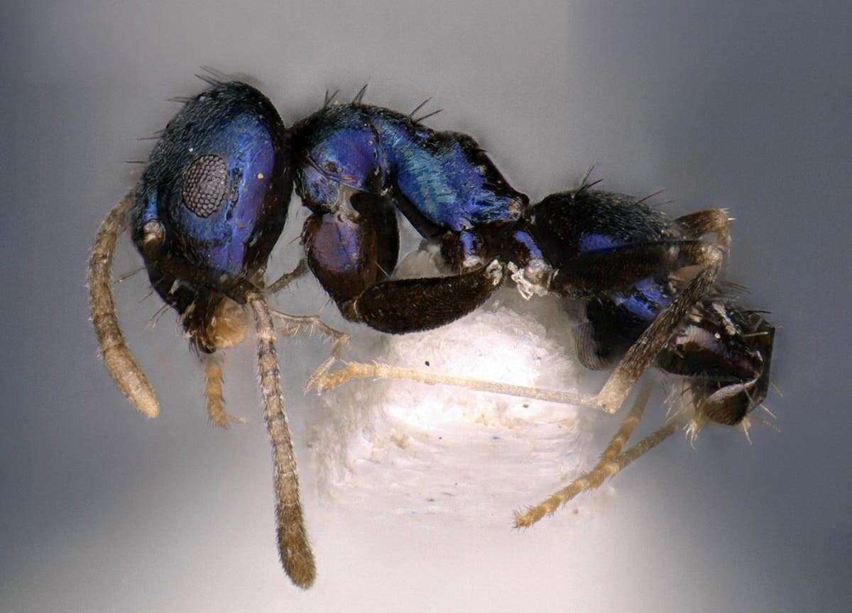 Dazzling new blue ant species discovered in Himalayas