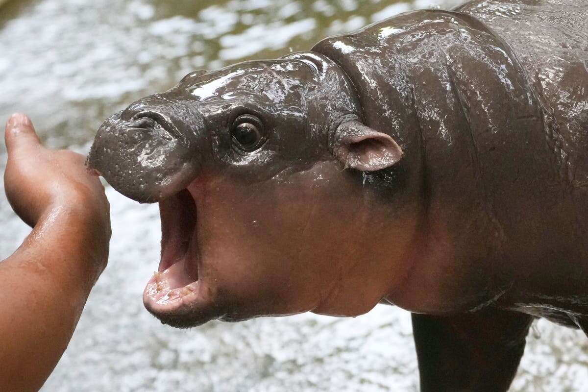 Moo Deng: Why is the internet obsessed with a viral baby hippo?