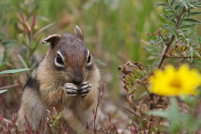 Ground squirrels have four different personality types, study shows