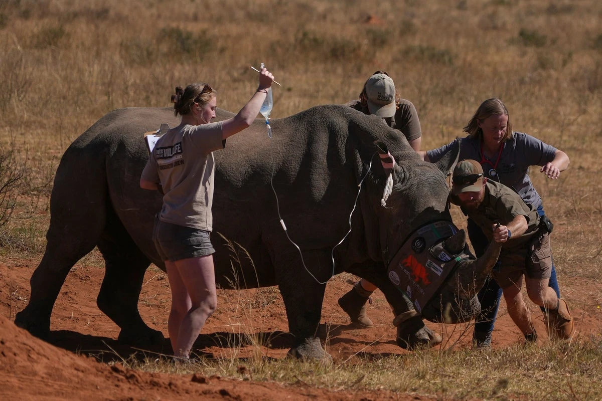 Rhino horns injected with radioactive isotopes to curb poaching