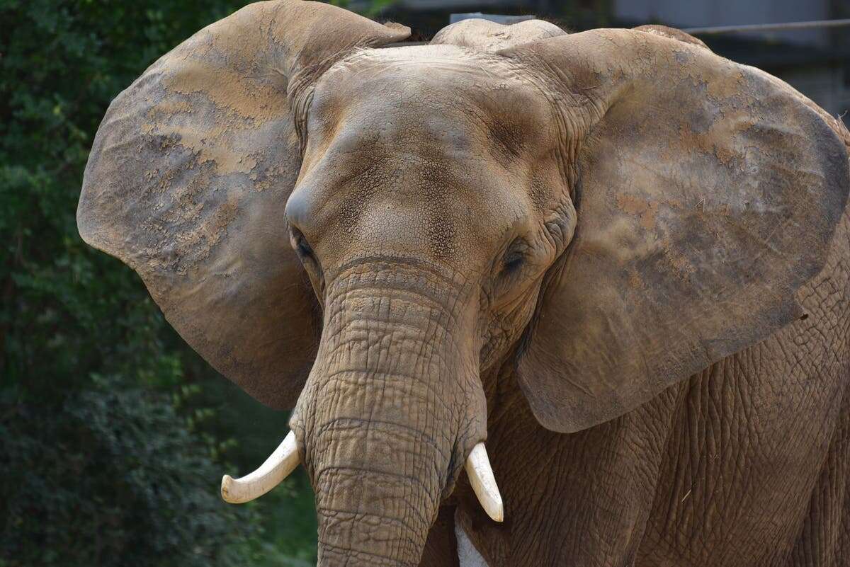 The Maryland Zoo’s oldest African elephant euthanized after fall