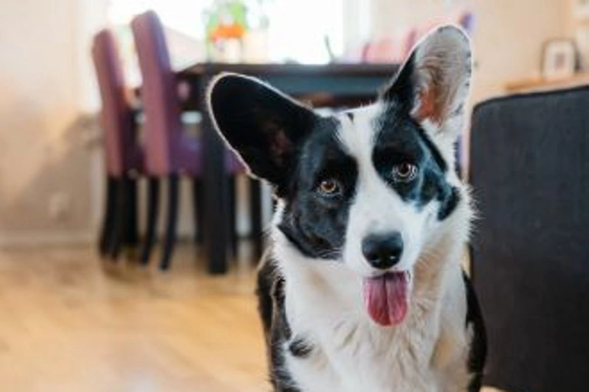 This game may be the best activity to improve bonding with your dog
