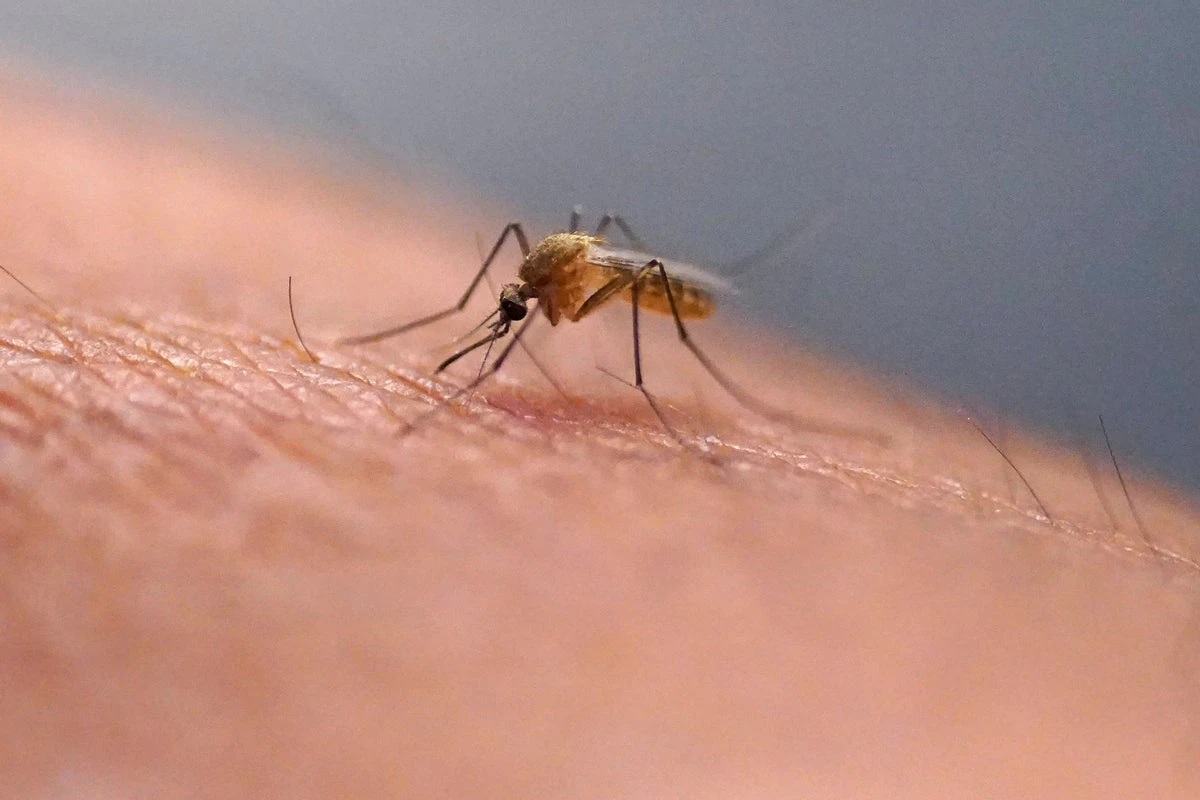 China grapples with outbreak of deadly mosquito-borne virus