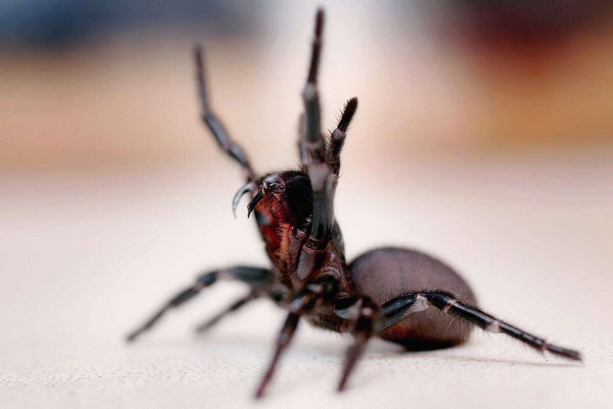 Why is an Australian zoo asking public to donate deadly spiders?