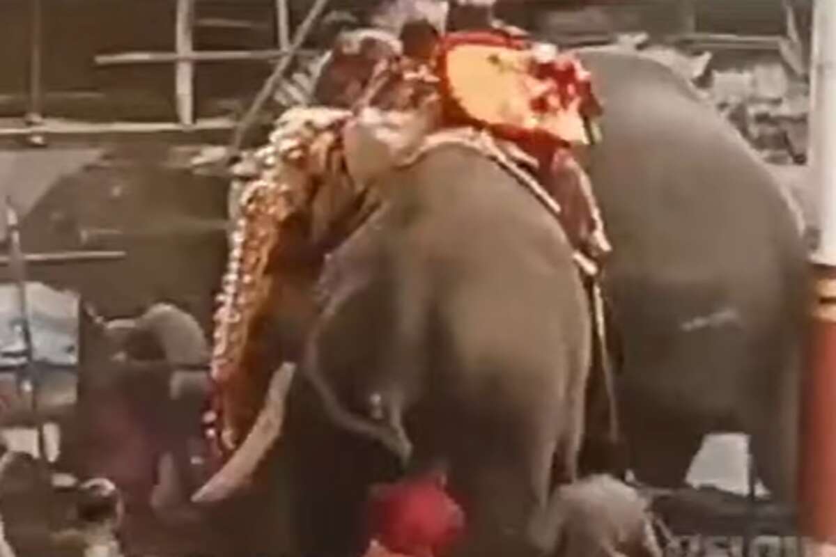 Three dead after elephants spooked by temple fireworks go on rampage