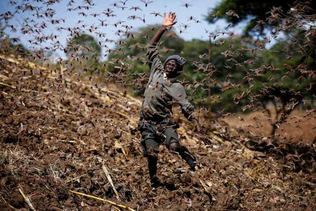 ‘Anti-cannibalism’ locust hormone may lead to pest control discovery