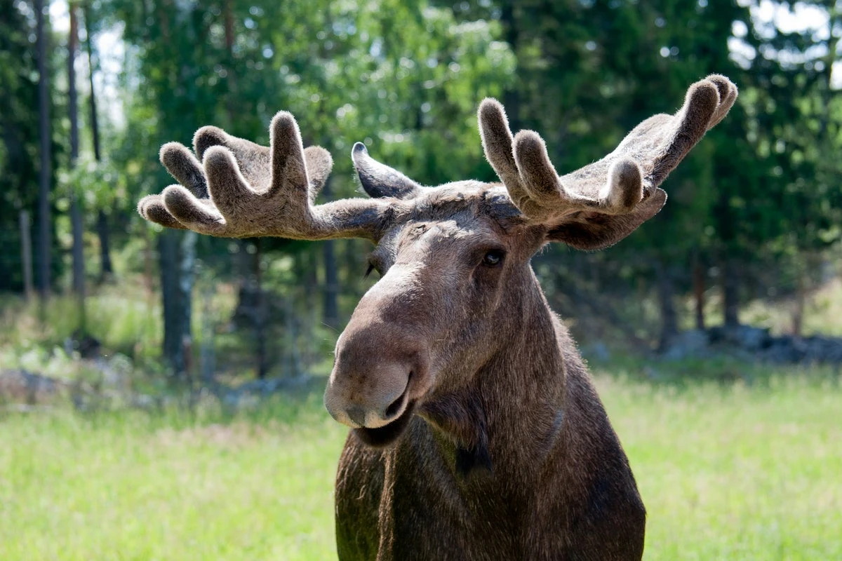Millions watch ‘Great Moose Migration’ – Sweden’s slow TV hit