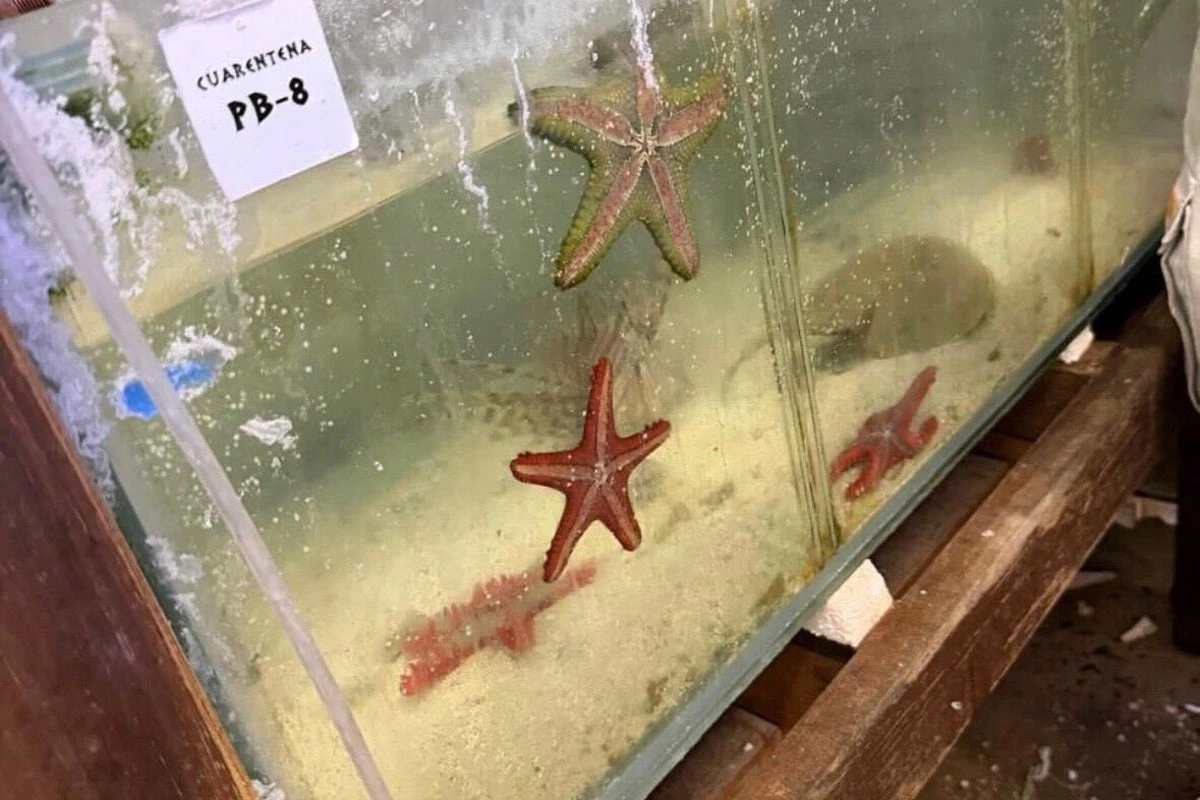 Argentina seizes 700 trafficked marine animals from Kenya pet trade