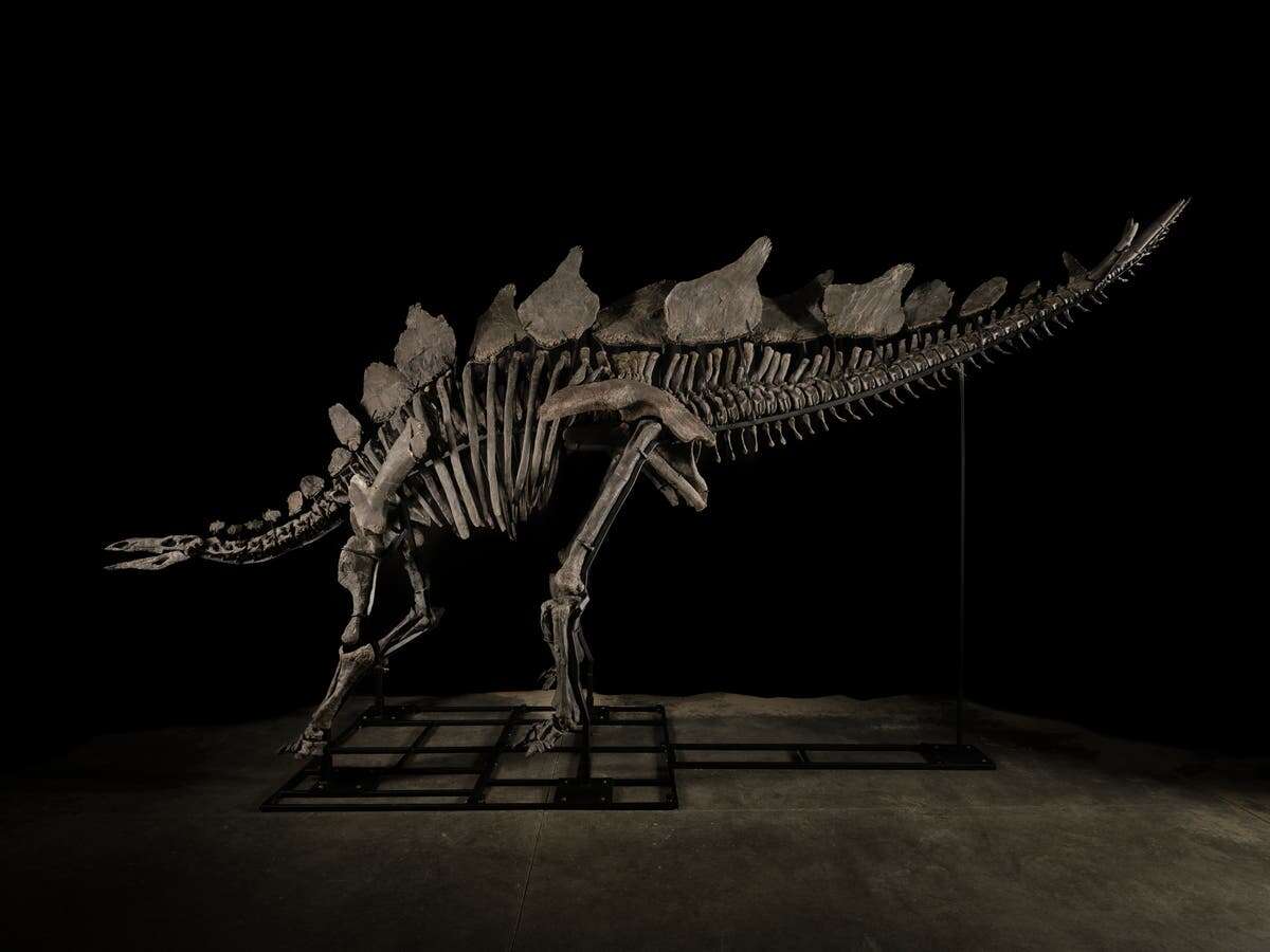 Billionaire Ken Griffin buys ‘Apex’ stegosaurus fossil for record $44m