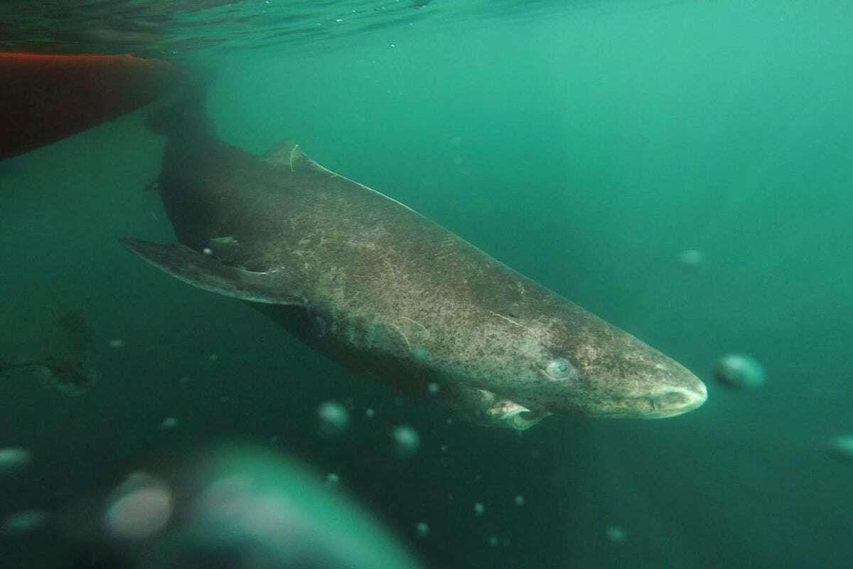 Scientists find how Greenland sharks live long without getting cancer