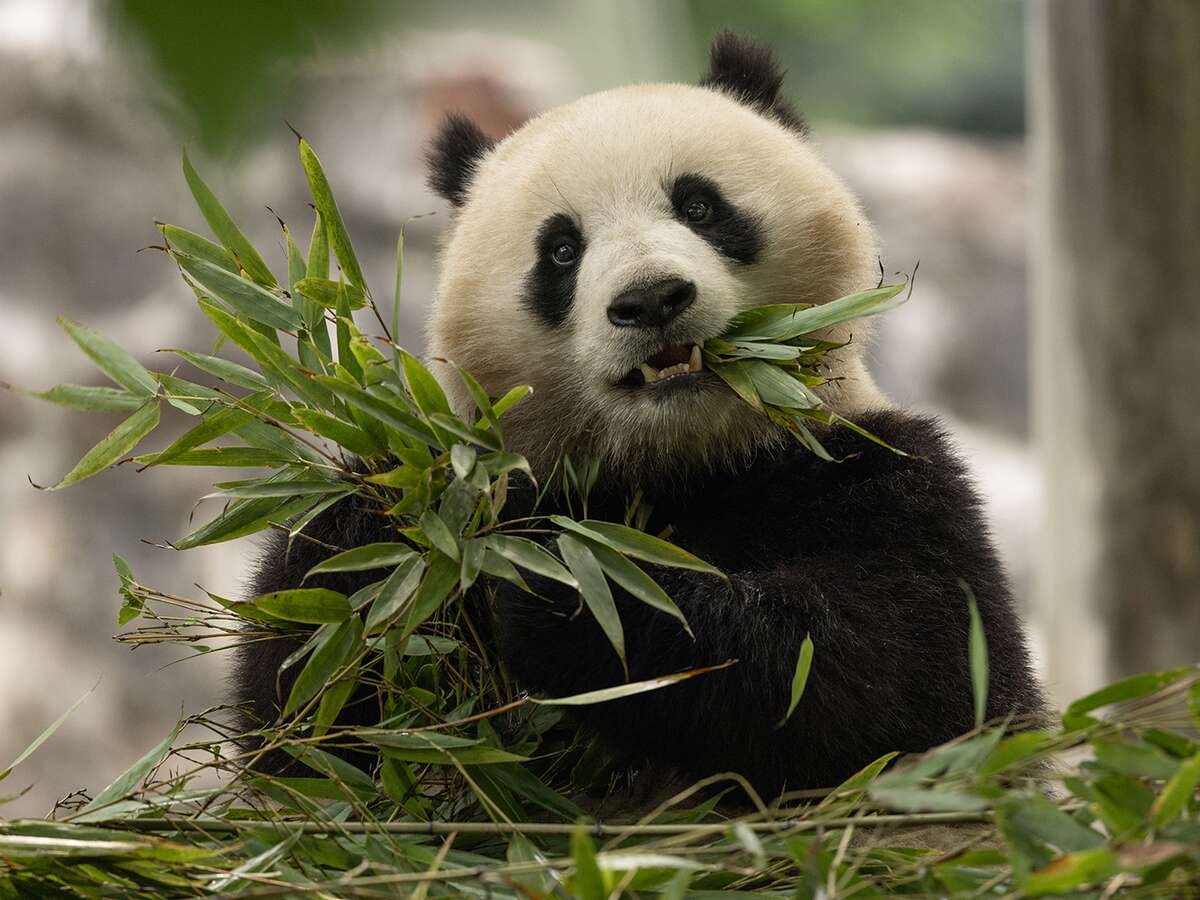 Pandas get police escort and warm welcome as they return to DC zoo