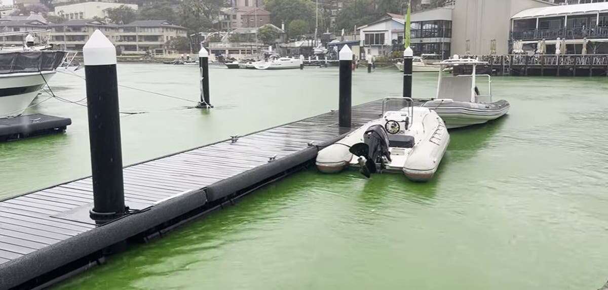 Sydney harbour water turns bright green due to ‘bucket-full’ of dye