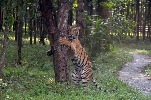 Tiger collared in India enters Bangladesh after travelling 100km