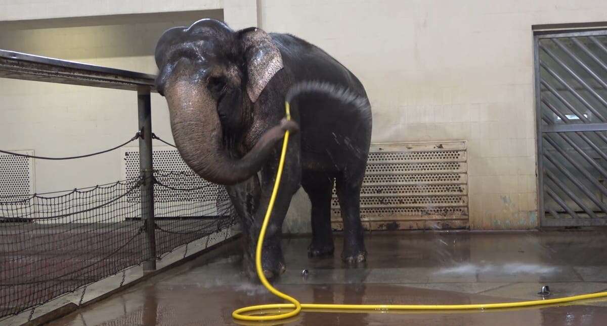 Elephant dubbed ‘queen of showering’ after learning wash with hose