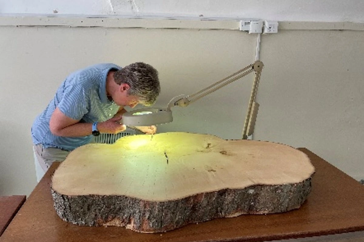 Age mystery of felled Sycamore Gap tree finally solved