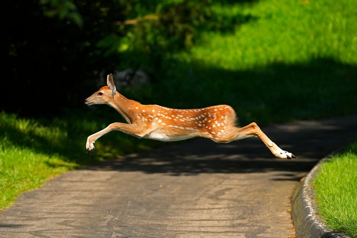 Prep student killed when deer hit by another car lands on his car