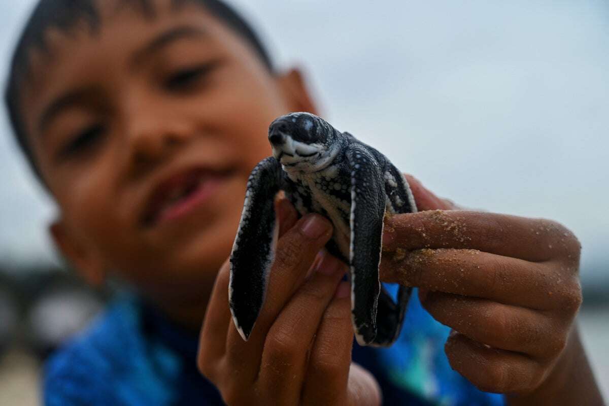 Most sea turtle populations are rebounding despite global threats