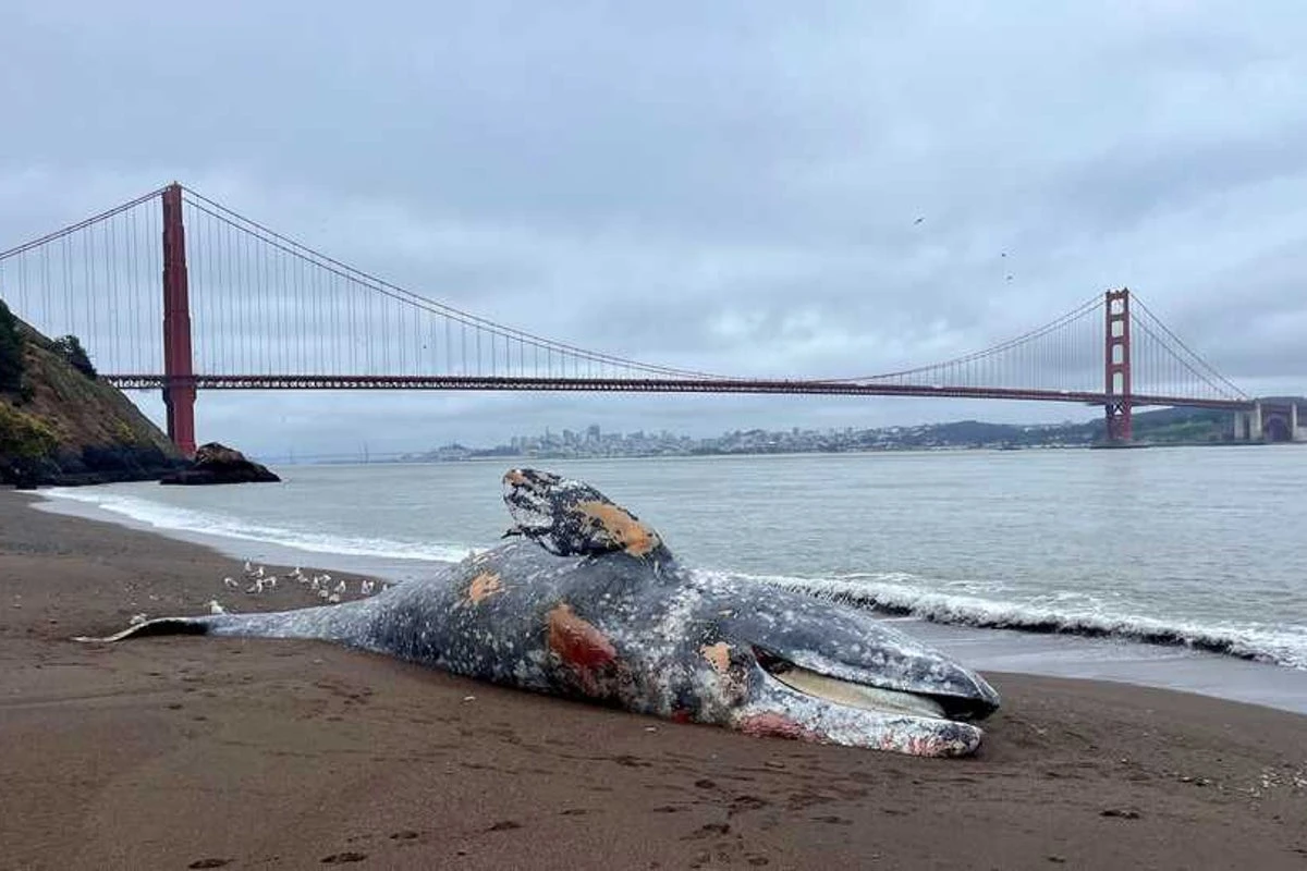 Mystery as six gray whales found dead in San Francisco Bay