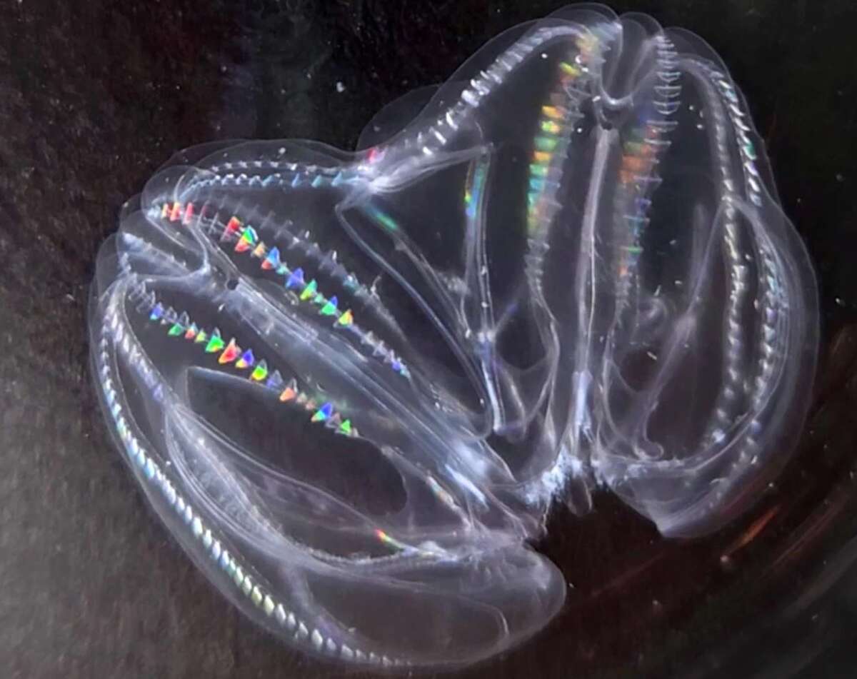 Scientists stunned to see two deep-sea ‘jelly’ creatures fuse into one