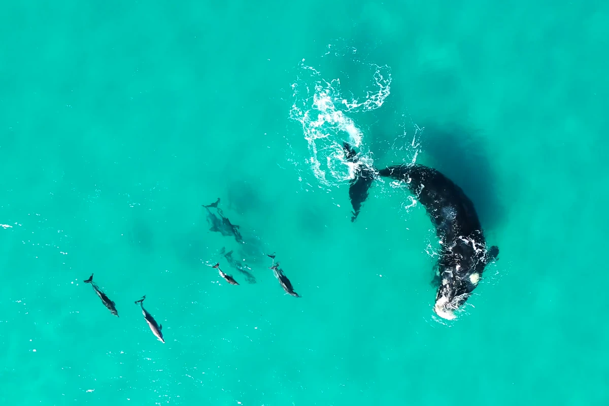 Study reveals whales and dolphins regularly play with each other